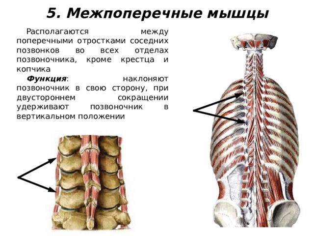 5. Межпоперечные мышцы Располагаются между поперечными отростками соседних позвонков во всех отделах позвоночника, кроме крестца и копчика Функция : наклоняют позвоночник в свою сторону, при двустороннем сокращении удерживают позвоночник в вертикальном положении 