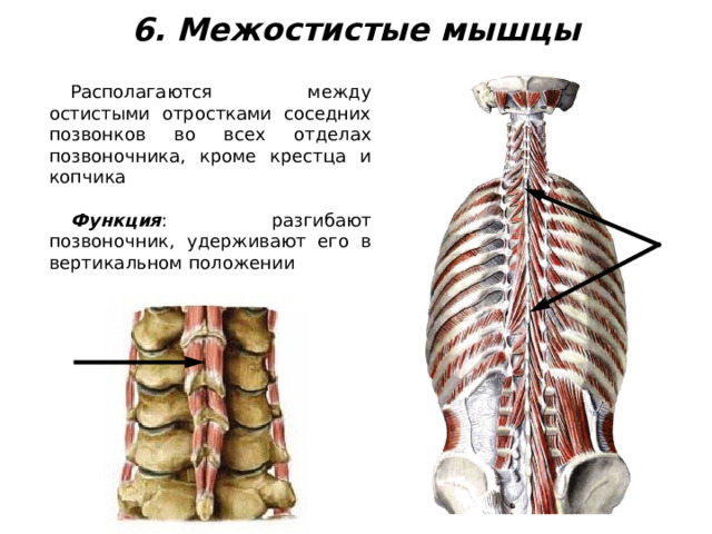 6. Межостистые мышцы Располагаются между остистыми отростками соседних позвонков во всех отделах позвоночника, кроме крестца и копчика Функция : разгибают позвоночник, удерживают его в вертикальном положении 