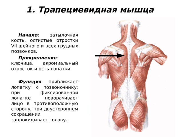 1. Трапециевидная мышца Начало : затылочная кость, остистые отростки VII шейного и всех грудных позвонков. Прикрепление : ключица, акромиальный отросток и ость лопатки.  Функция : приближает лопатку к позвоночнику; при фиксированной лопатке поворачивает лицо в противоположную сторону, при двустороннем сокращении запрокидывает голову. 