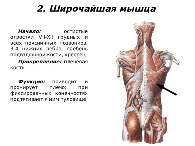 2. Широчайшая мышца Начало: остистые отростки VII-XII грудных и всех поясничных позвонков, 3-4 нижних ребра, гребень подвздошной кости, крестец Прикрепление: плечевая кость  Функция: приводит и пронирует плечо; при фиксированных конечностях подтягивает к ним туловище 