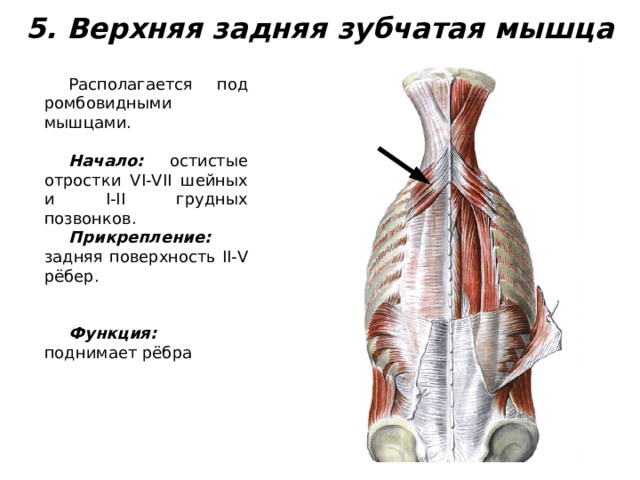 5. Верхняя задняя зубчатая мышца Располагается под ромбовидными мышцами.  Начало: остистые отростки VI-VII шейных и I-II грудных позвонков. Прикрепление: задняя поверхность II-V рёбер.  Функция: поднимает рёбра 