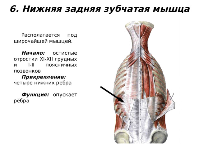 6. Нижняя задняя зубчатая мышца Располагается под широчайшей мышцей.  Начало: остистые отростки XI-XII грудных и I-II поясничных позвонков Прикрепление: четыре нижних ребра  Функция: опускает рёбра 