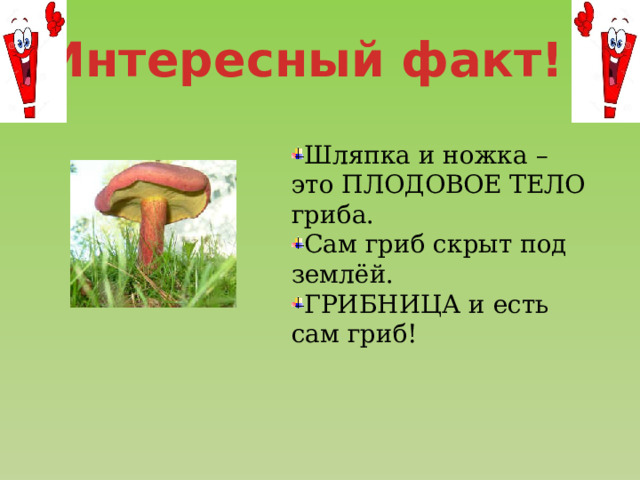 Интересный факт! Шляпка и ножка – это ПЛОДОВОЕ ТЕЛО гриба. Сам гриб скрыт под землёй. ГРИБНИЦА и есть сам гриб! 