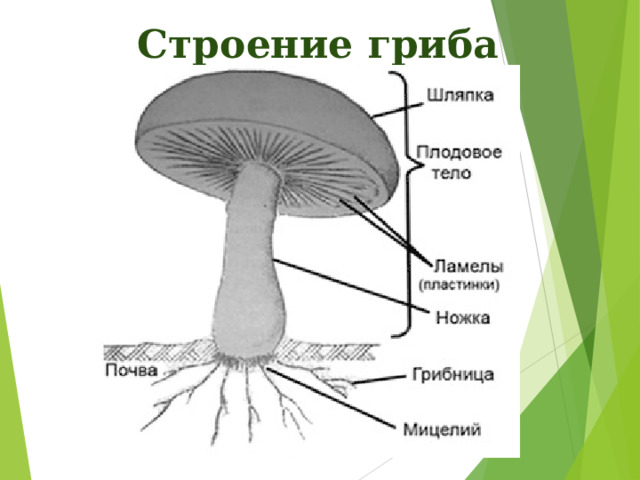 Строение гриба 