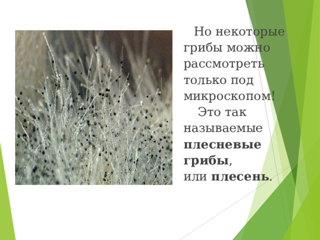 Но некоторые грибы можно рассмотреть только под микроскопом!  Это так называемые п лесневые грибы , или  плесень . 