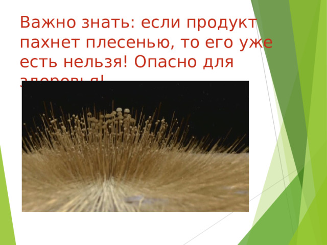 Важно знать: если продукт пахнет плесенью, то его уже есть нельзя! Опасно для здоровья! 