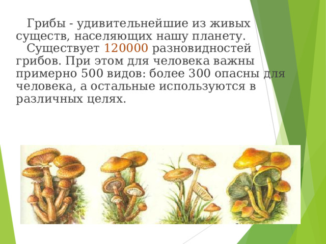 Грибы - удивительнейшие из живых существ, населяющих нашу планету. Существует 120000 разновидностей грибов. При этом для человека важны примерно 500 видов: более 300 опасны для человека, а остальные используются в различных целях. 