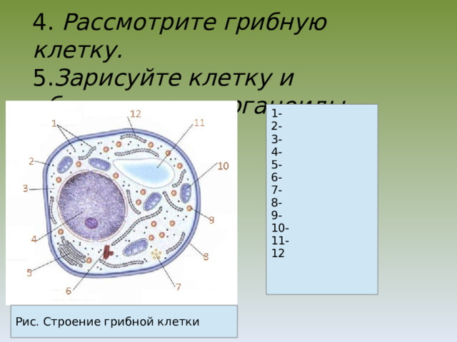4. Рассмотрите грибную клетку.  5. Зарисуйте клетку и обозначьте ее органоиды. 1- 2- 3- 4- 5- 6- 7- 8- 9- 10- 11- 12 Рис. Строение грибной клетки 