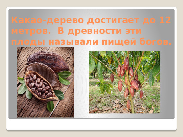 Какао-дерево достигает до 12 метров. В древности эти плоды называли пищей богов. 