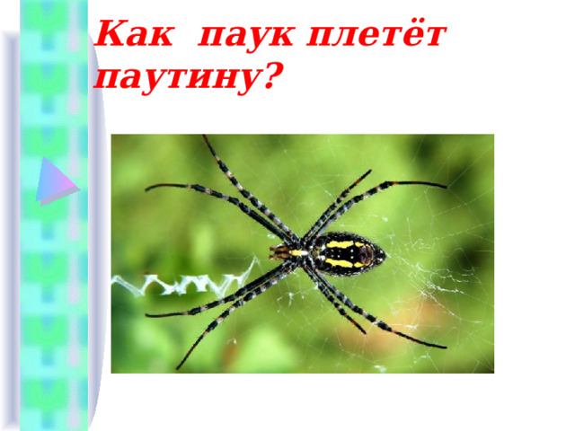 Как паук плетёт паутину? 