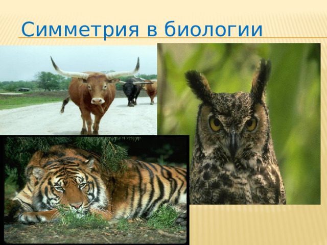 Симметрия в биологии 