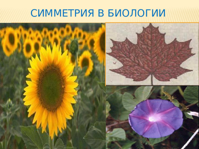 Симметрия в биологии 