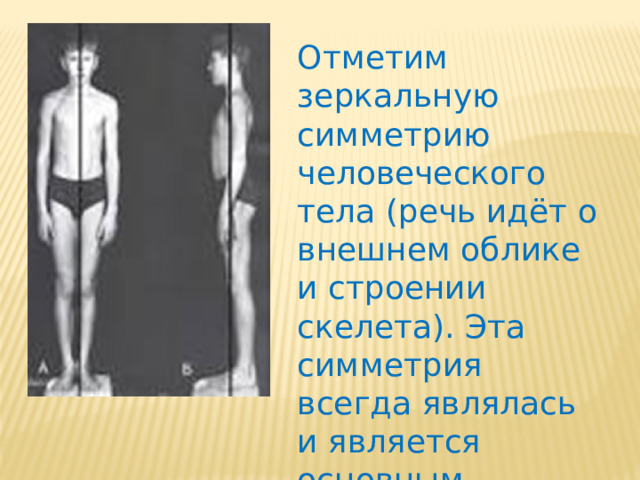 Отметим зеркальную симметрию человеческого тела (речь идёт о внешнем облике и строении скелета). Эта симметрия всегда являлась и является основным источником нашего эстетического восхищения хорошо сложенным человеческим телом. 