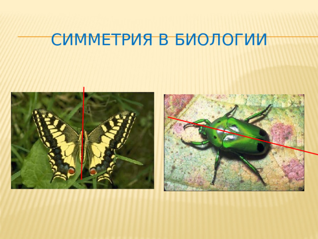 Симметрия в биологии 