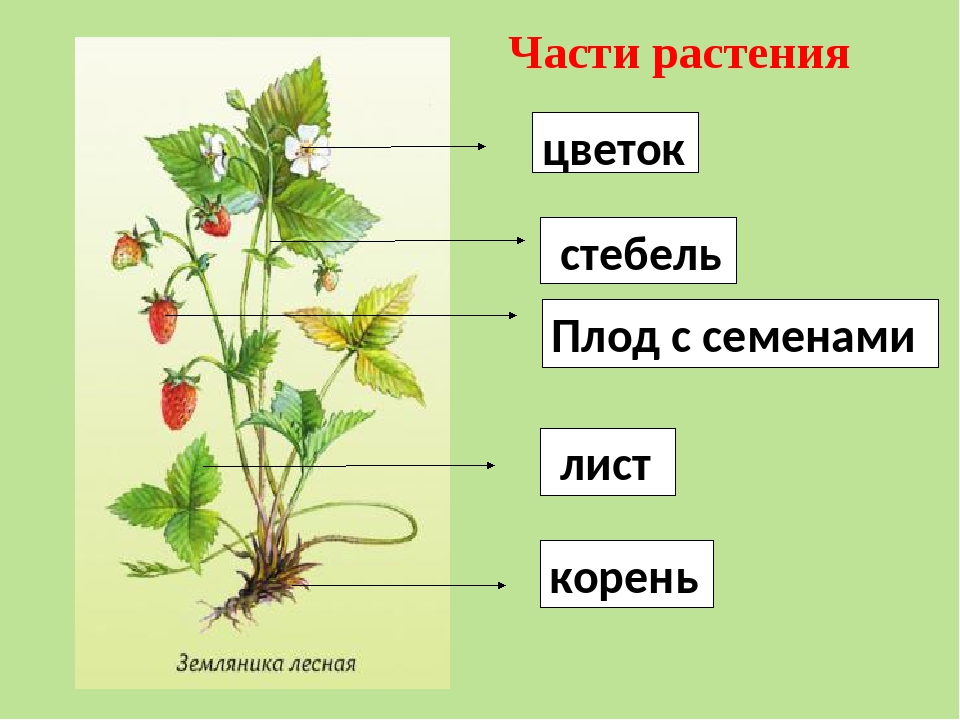 Органы растения 3 класс. Органы растений корень лист стебель 3 класс. Части растения схема. Название частей растения. Орган это часть растения которая.