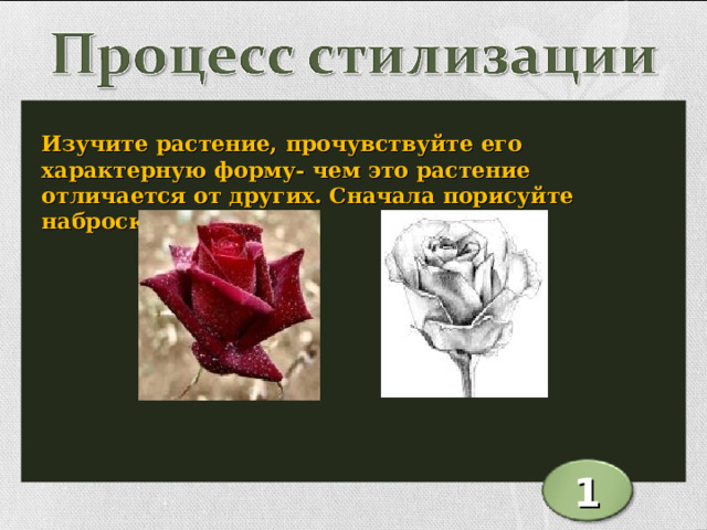  Изучите растение, прочувствуйте его характерную форму- чем это растение отличается от других. Сначала порисуйте наброски. 1 