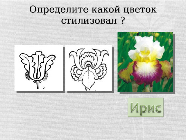 Определите какой цветок стилизован ? 