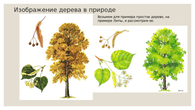 Изображение дерева в природе Возьмем для примера простое дерево, на примере Липы, и рассмотрим ее. 