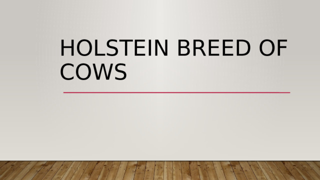 Holstein breed of cows 