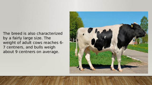 Тhe breed is also characterized by a fairly large size. The weight of adult cows reaches 6-7 centners, and bulls weigh about 9 centners on average. 