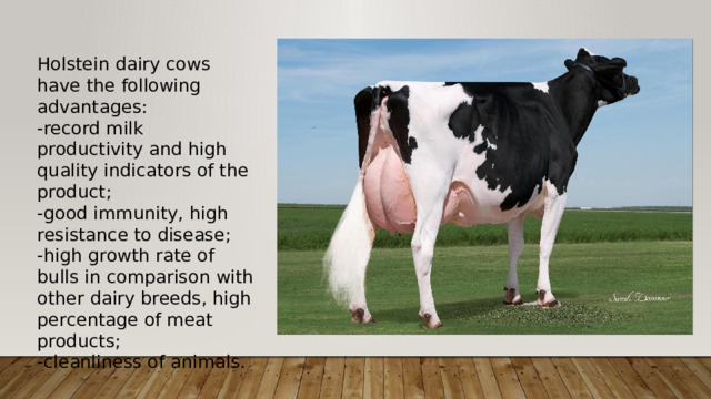 Holstein dairy cows have the following advantages: -record milk productivity and high quality indicators of the product; -good immunity, high resistance to disease; -high growth rate of bulls in comparison with other dairy breeds, high percentage of meat products; -cleanliness of animals. 