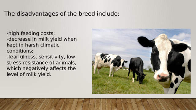 The disadvantages of the breed include: -high feeding costs; -decrease in milk yield when kept in harsh climatic conditions; -fearfulness, sensitivity, low stress resistance of animals, which negatively affects the level of milk yield. 