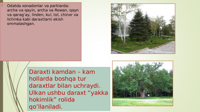 Odatda xonadonlar va parklarda: archa va qayin, archa va Rowan, qayn va qarag’ay, linden, kul, tol, chinor va lichinka kabi daraxtlarni ekish ommalashgan.  Daraxti kamdan – kam hollarda boshqa tur daraxtlar bilan uchraydi. Ulkan ushbu daraxt “yakka hokimlik” rolida qo’llaniladi. 