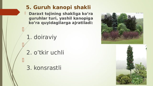 5. Guruh kanopi shakli Daraxt tojining shakliga ko’ra guruhlar turi, yashil kanopiga ko’ra quyidagilarga ajratiladi:  1. doiraviy  2. o’tkir uchli  3. konsrastli 