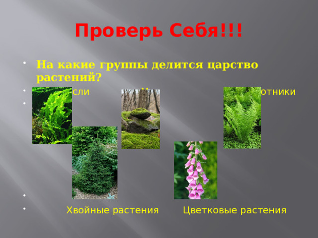 Проверь Себя!!! На какие группы делится царство растений? Водоросли Мхи Папоротники  Хвойные растения Цветковые растения 