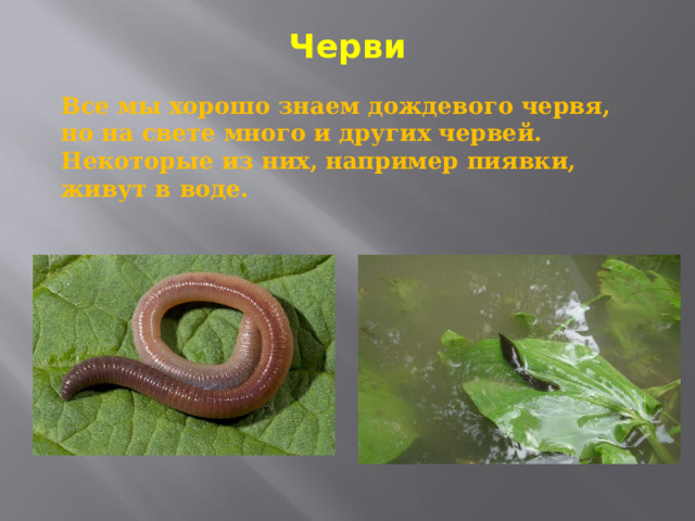 Черви   Все мы хорошо знаем дождевого червя, но на свете много и других червей. Некоторые из них, например пиявки, живут в воде. 