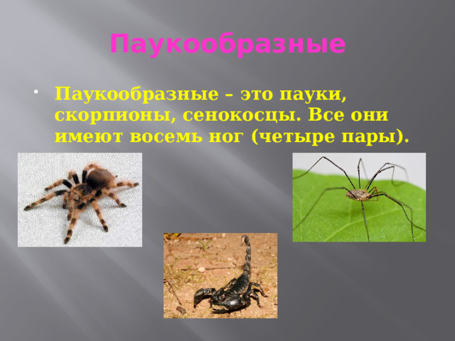 Паукообразные Паукообразные – это пауки, скорпионы, сенокосцы. Все они имеют восемь ног (четыре пары). 