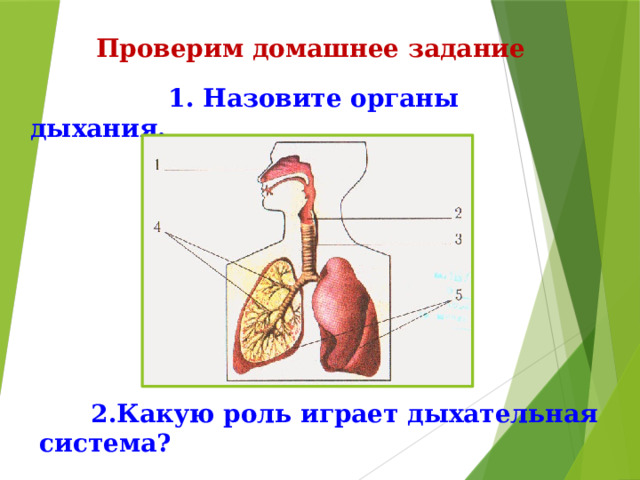 Проверим домашнее задание  1. Назовите органы дыхания.  2.Какую роль играет дыхательная система? 