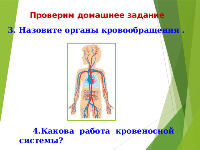  4.Какова работа кровеносной системы? Проверим домашнее задание 3. Назовите органы кровообращения . 