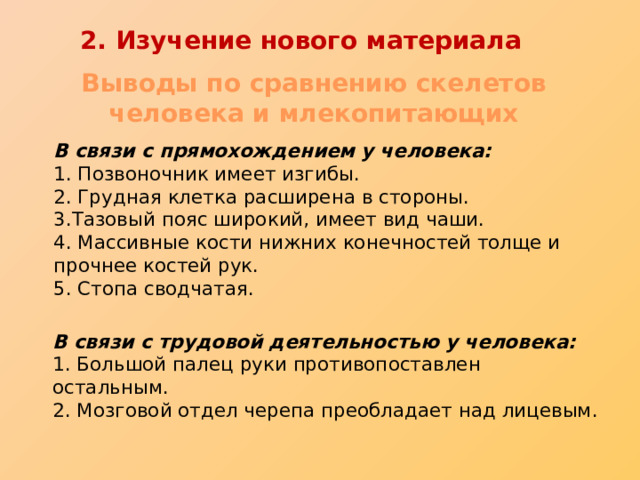 2. Изучение нового материала Выводы по сравнению скелетов человека и млекопитающих  В связи с прямохождением у человека:   1. Позвоночник имеет изгибы.  2. Грудная клетка расширена в стороны.  3.Тазовый пояс широкий, имеет вид чаши.  4. Массивные кости нижних конечностей толще и прочнее костей рук.  5. Стопа сводчатая.  В связи с трудовой деятельностью у человека:   1. Большой палец руки противопоставлен остальным.  2. Мозговой отдел черепа преобладает над лицевым. 
