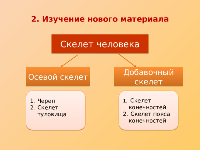 2. Изучение нового материала Скелет человека Осевой скелет Добавочный скелет Череп Скелет туловища  Скелет конечностей  Скелет пояса конечностей 