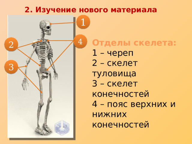 2. Изучение нового материала 1 4 Отделы скелета: 1 – череп 2 – скелет туловища 3 – скелет конечностей 4 – пояс верхних и нижних конечностей 2 3 