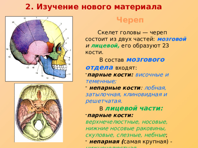 Парные кости мозгового отдела черепа человека. Осевой скелет череп. Состоит из лицевой и мозговой части. Состав осевого скелета череп мозговой отдел перечислить кости.