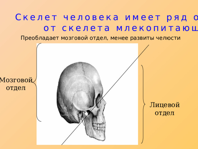  Скелет человека имеет ряд отличий  от скелета млекопитающих  Преобладает мозговой отдел, менее развиты челюсти Мозговой отдел Лицевой отдел 