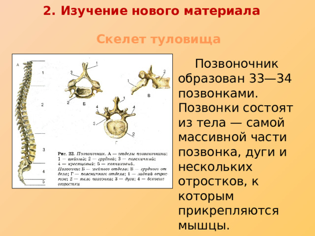 2. Изучение нового материала Скелет туловища  Позвоночник образован 33—34 позвонками. Позвонки состоят из тела — самой массивной части позвонка, дуги и нескольких отростков, к которым прикрепляются мышцы. 