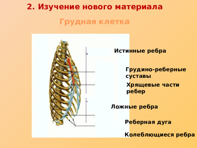 2. Изучение нового материала Грудная клетка Истинные ребра Грудино-реберные суставы Хрящевые части ребер Ложные ребра Реберная дуга Колеблющиеся ребра 