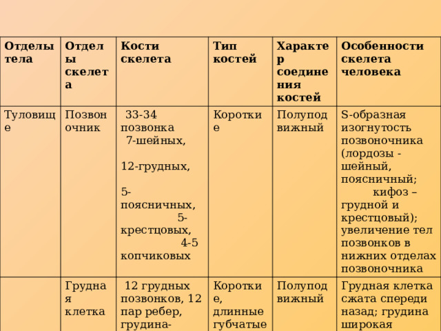 Отделы тела Отделы скелета Туловище Кости скелета Позвоночник Тип костей Грудная клетка 33-34 позвонка  12 грудных позвонков, 12 пар ребер, грудина- грудная кость 7-шейных, 12-грудных, 5-поясничных, 5-крестцовых, 4-5 копчиковых Короткие Характер соединения костей Полуподвижный Особенности скелета человека Короткие, длинные губчатые S-образная изогнутость позвоночника (лордозы -шейный, поясничный; кифоз – грудной и крестцовый); увеличение тел позвонков в нижних отделах позвоночника Полуподвижный Грудная клетка сжата спереди назад; грудина широкая 