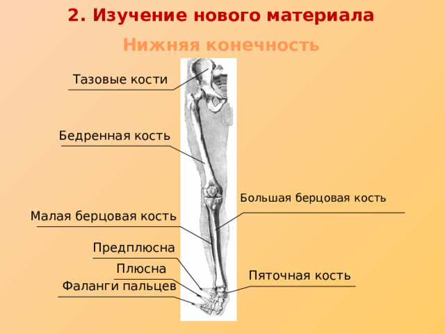 2. Изучение нового материала Нижняя конечность Тазовые кости Бедренная кость Большая берцовая кость Малая берцовая кость Предплюсна Плюсна Пяточная кость Фаланги пальцев 