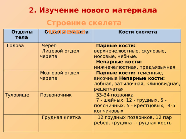 2. Изучение нового материала Строение скелета человека Отделы тела Отделы скелета Голова Череп Кости скелета Лицевой отдел черепа Парные кости: верхнечелюстные, скуловые, носовые, небные.         Туловище Мозговой отдел черепа     Непарные кости: нижнечелюстная, предъязычная Парные кости: теменные, височные Непарные кости: лобная, затылочная, клиновидная, решетчатая Позвоночник 33-34 позвонка Грудная клетка 7 - шейных, 12 - грудных, 5 - поясничных, 5 - крестцовых,  4-5 копчиковых   12 грудных позвонков, 12 пар ребер, грудина - грудная кость 