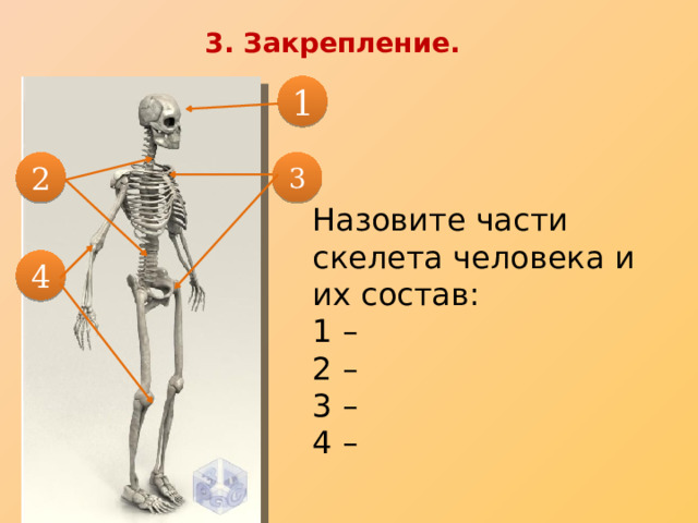 3. Закрепление . 1 2 3 Назовите части скелета человека и их состав: 1 – 2 – 3 – 4 – 4 
