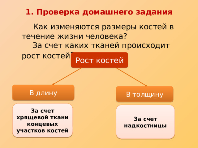 Какой ткани осуществляется рост. Рост костей в толщину. Как осуществляется рост кости. Рост костей происходит за счет. Что обеспечивает рост кости в толщину.