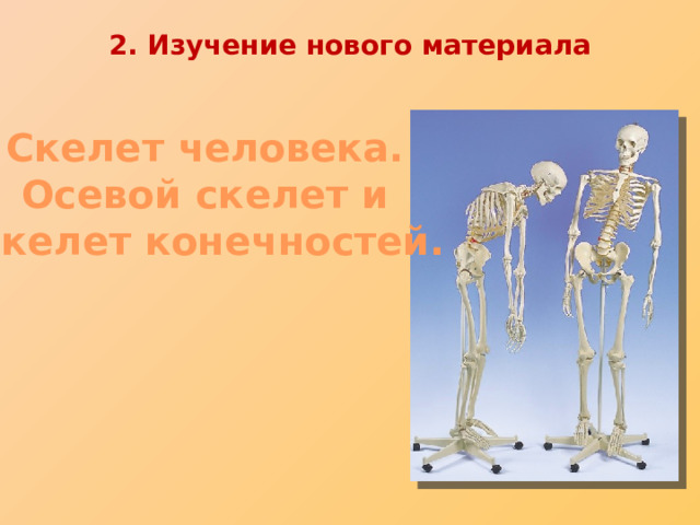 2. Изучение нового материала Скелет человека. Осевой скелет и  скелет конечностей. 