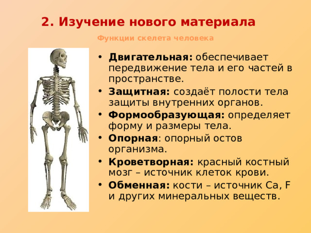 Основные функции скелета человека