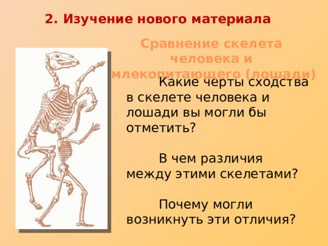 2. Изучение нового материала Сравнение скелета человека и  млекопитающего (лошади)  Какие черты сходства в скелете человека и лошади вы могли бы отметить?  В чем различия между этими скелетами?  Почему могли возникнуть эти отличия?  