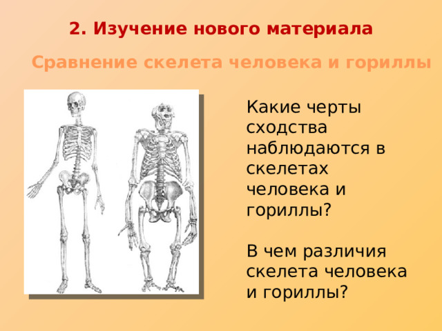 2. Изучение нового материала Сравнение скелета человека и гориллы Какие черты сходства наблюдаются в скелетах человека и гориллы? В чем различия скелета человека и гориллы?  