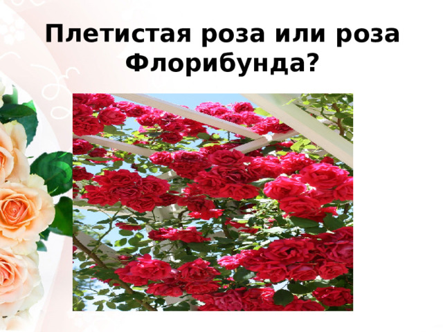 Плетистая роза или роза Флорибунда? 